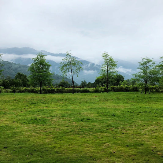 Green field with trees and misty mountains.