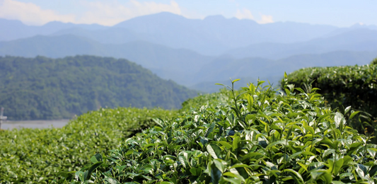 Tea plantation with mountain landscape in the background