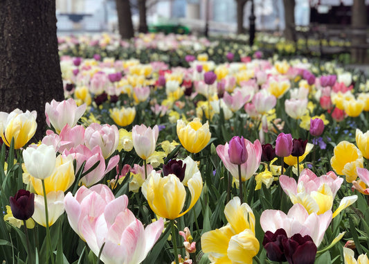 Field of colorful tulips in full bloom.