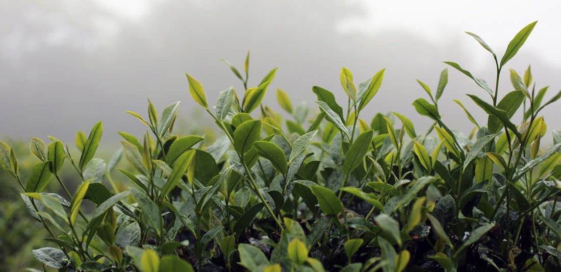high elevation tea leaves
