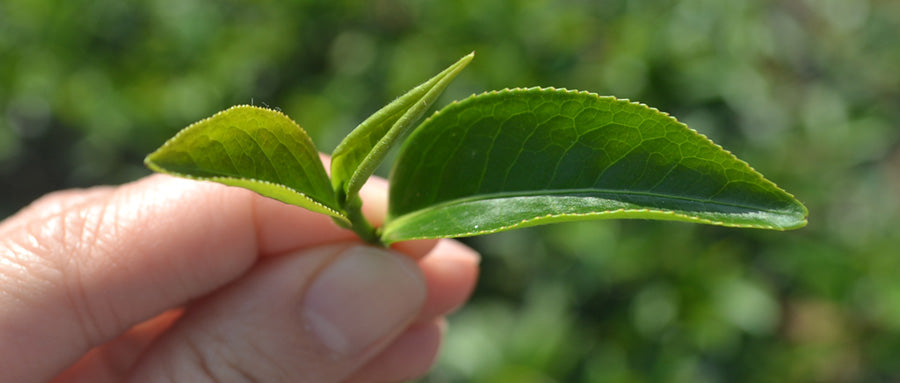 perfect tea bud and leaf