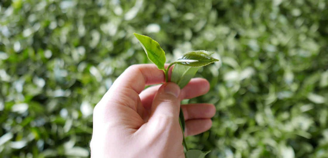 hand holding tea leaf
