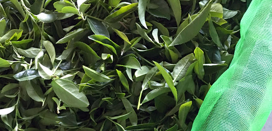 fresh tea leaves