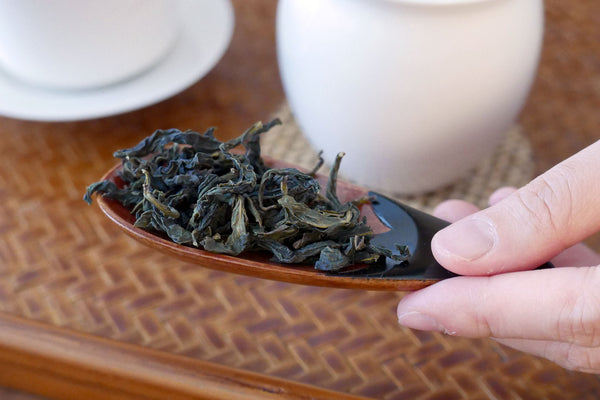 Hand holding a wooden spoon with loose oolong tea leaves.