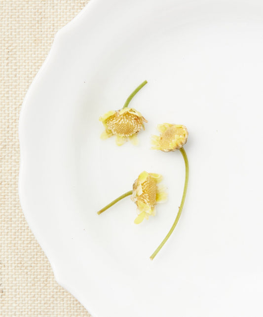 Wild Chrysanthemum herbal tea open flower