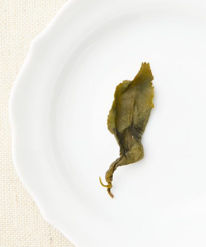 A single steeped tea leaf with an elongated shape and visible veins, displayed on a white plate.