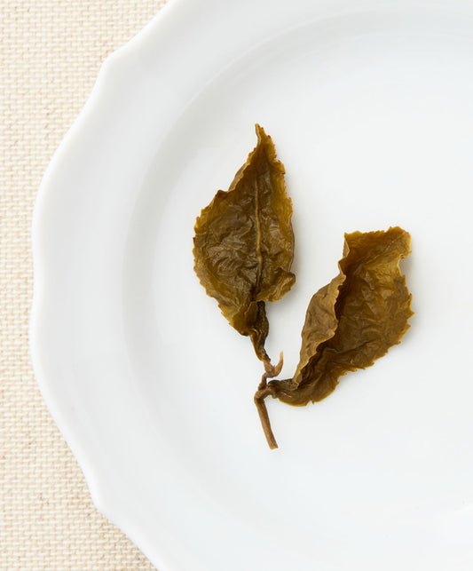 A single steeped tea leaf with an elongated shape and visible veins, displayed on a white plate.