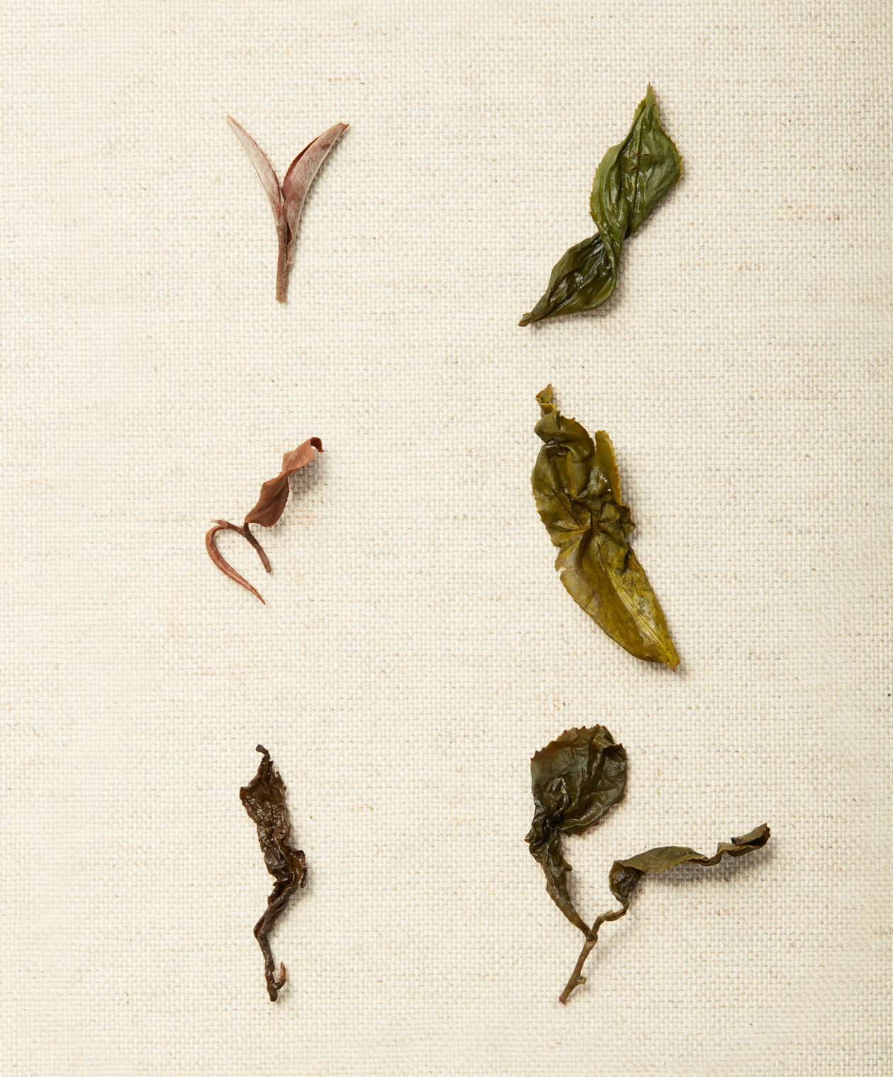 A variety of steeped tea leaves displayed on a textured beige background, showcasing different shapes and colors.