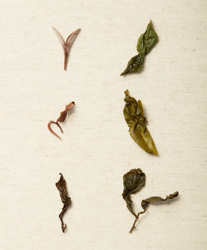 A variety of steeped tea leaves displayed on a textured beige background, showcasing different shapes and colors.